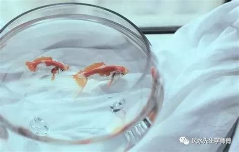 家裡養什麼魚招財 床頭後面是廁所如何化解